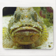 Stonefish Mus Matta
