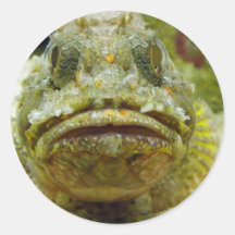 Stonefish Rund Klistermärke