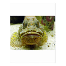 Stonefish Vykort