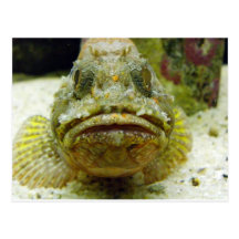 Stonefish Vykort