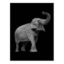 STOR ASIATISK ELEFANT - INDISK ELEFANT VYKORT
