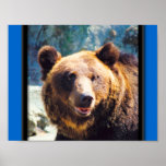 Stor brun björn posters