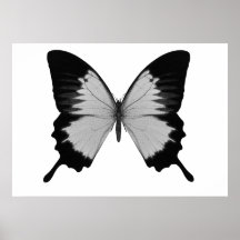 Stor grå färg- & svartfjäril print
