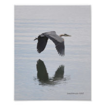 stor Heron för blått 8X10 i flyg Konstfoto