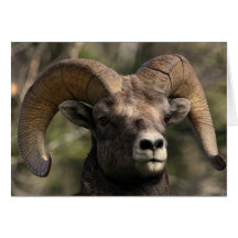 Stor Horn Sheep3 Hälsningskort