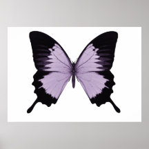 Stor lila- & svartfjäril print