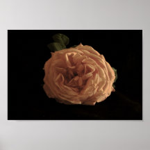 Stor rosa ros print