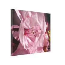 Sträckt kanvastryck - rosa ros