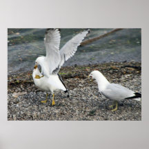 Stridighetfiskmåsar Affisch
