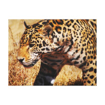 Stryka omkring för Leopard Sträckt Canvastryck