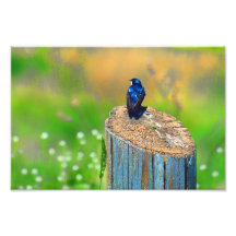 Stubbebarnvaktfoto/tryck