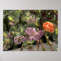 Succulants från min trädgård print