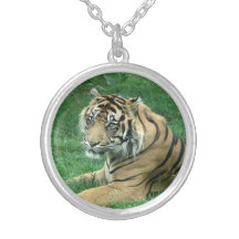 Sumatra tiger på ett silverhalsband