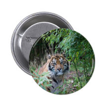 Sumatran tiger knapp med nål