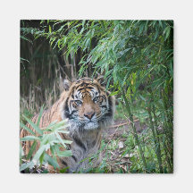 Sumatran tiger magnet för kylskåp