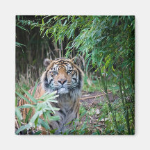 Sumatran tiger magneter