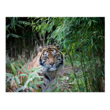 Sumatran tiger vykort
