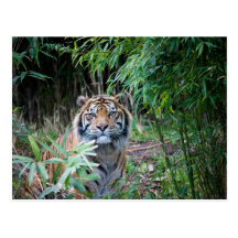 Sumatran tiger vykort