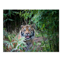 Sumatran tiger vykort