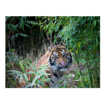 Sumatran tiger vykort