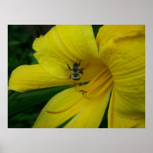SummerFlowers039 Posters