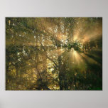 Sunburst Print