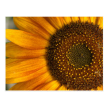 sunflowerFIL760 Vykort