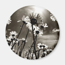 sunkissed daisy kylskåpmagneter