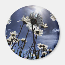 sunkissed daisy magnet för kylskåp