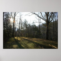 Sunlit skog affischer