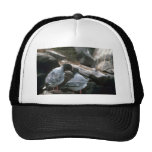 Svala-Tailed fiskmåsar, kurtis Baseball Hat