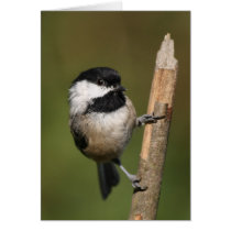 Svart-capped Chickadee kort