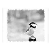 svart-capped chickadee vykort