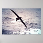 Svart-footed albatross i flyg posters