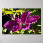 Svart hallonClematis Affischer