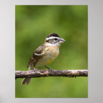 Svart-hövdad Grosbeak affischer