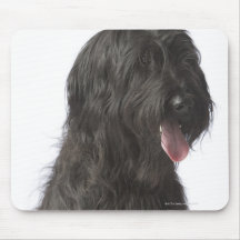 Svart hund, Briard Mus Matta