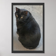 Svart katt affischer