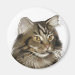 Svart katt för TabbyMaine Coon Magneter