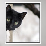 Svart katt - med gränsa posters