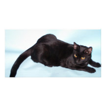 Svart katt skräddarsydda fotokort