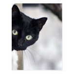 Svart katt vykort