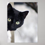 Svart katttryck print