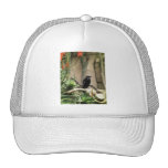 Svart kråka baseball hat