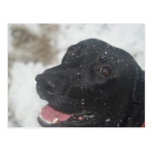 Svart Labrador Retreiver profilerar i vintern Post Vykort