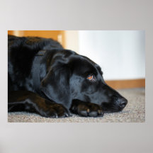 Svart Labrador Retriever Print