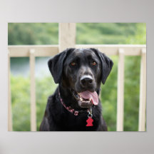 svart labrador retriever affischer