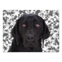 Svart Labrador Retriever Fotografiska Tryck