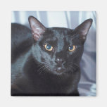 Svart Pedigree katt 1 Magnet För Kylskåp
