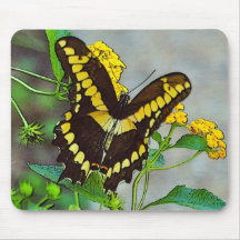 Svart Swallowtail Mousepad Mus Matta